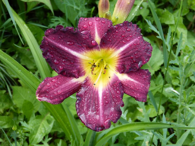 2014-06-13 Hemerocallis 'Strutters Ball'
