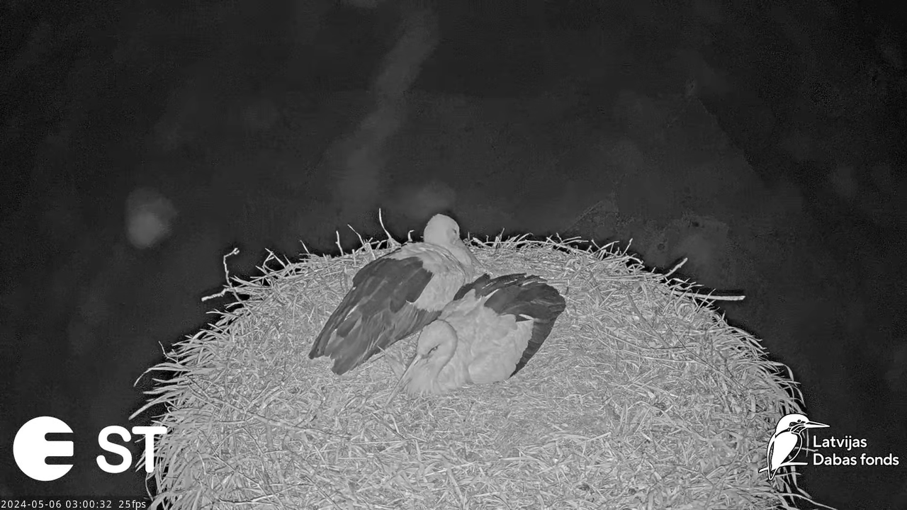 Baltie stārķi (Ciconia ciconia) Tukuma novadā - LDF tiešraide __ White storks in Tukums, Latvia 7-16