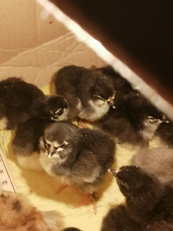 340006051_888318542253814_6349887817516731863_n