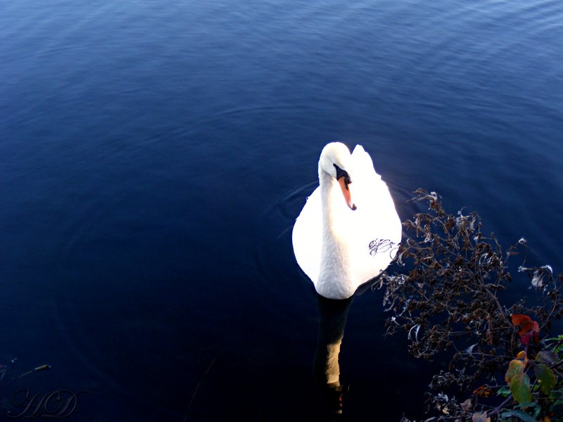 animal-sw-an-river-HD.jpg