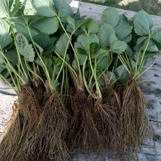 Коренева система