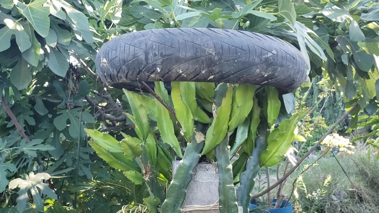 car-tire-design-dragon-fruit.jpg