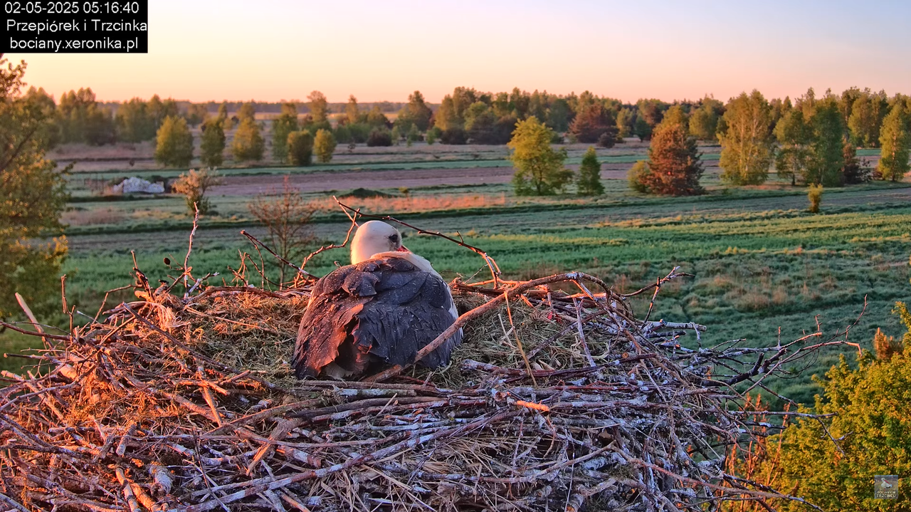 02052025bociany1