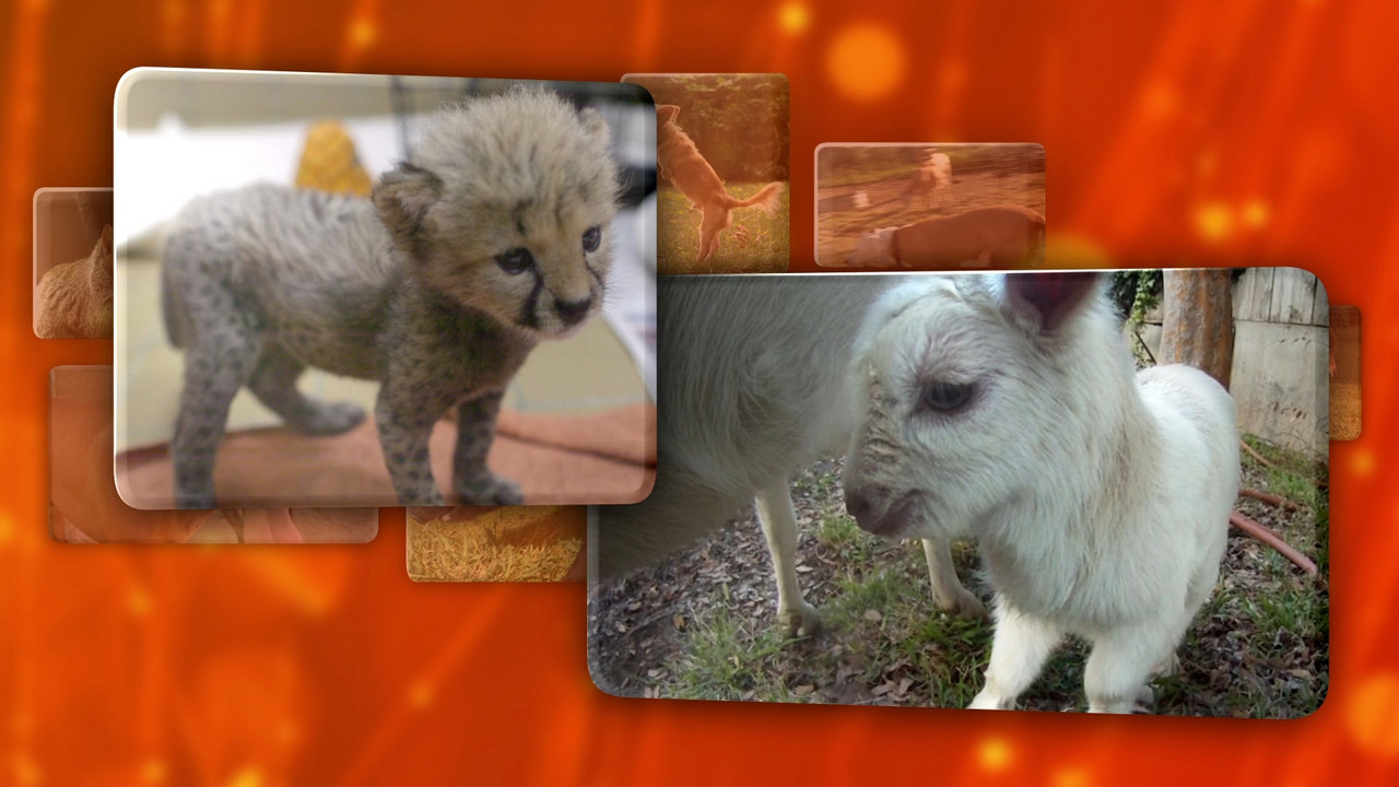 Unlikely Animal Friends  S03E01 Disney  1080p WEB DDP x264-NM21vi.mkv_snapshot_35.23.421