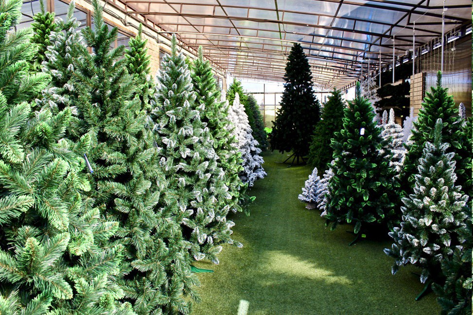 Живые новогодние сосны