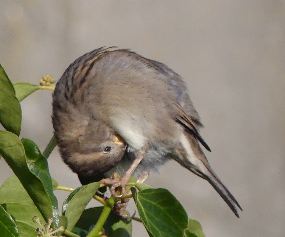 SPARROW 11