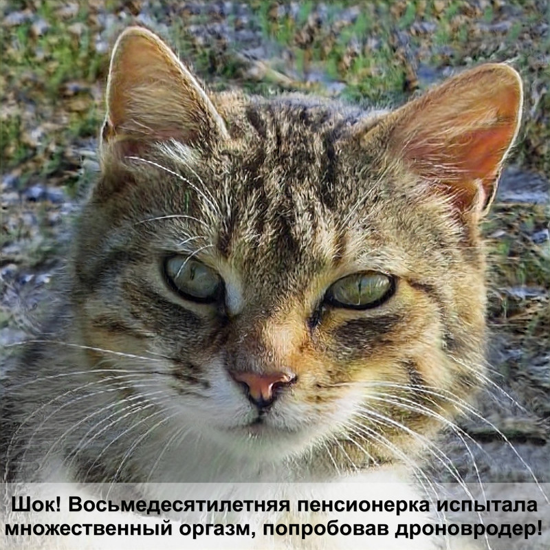 манчкин порода кошек шерсть