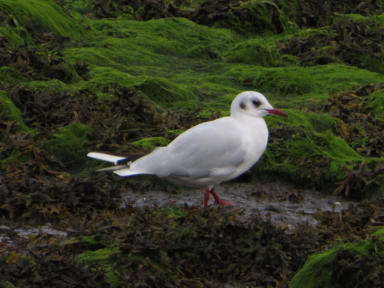 Black-headed gull