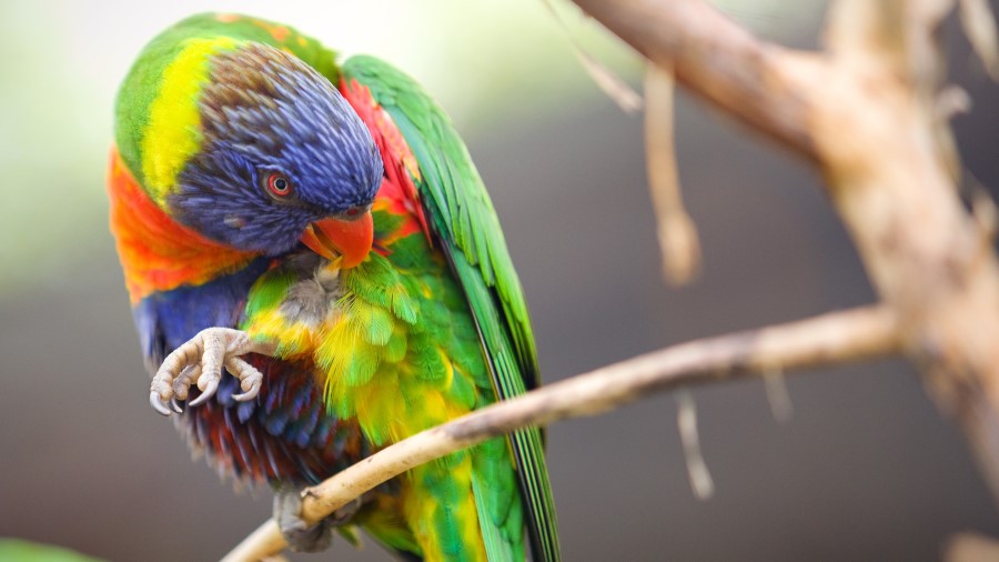 Pet birds