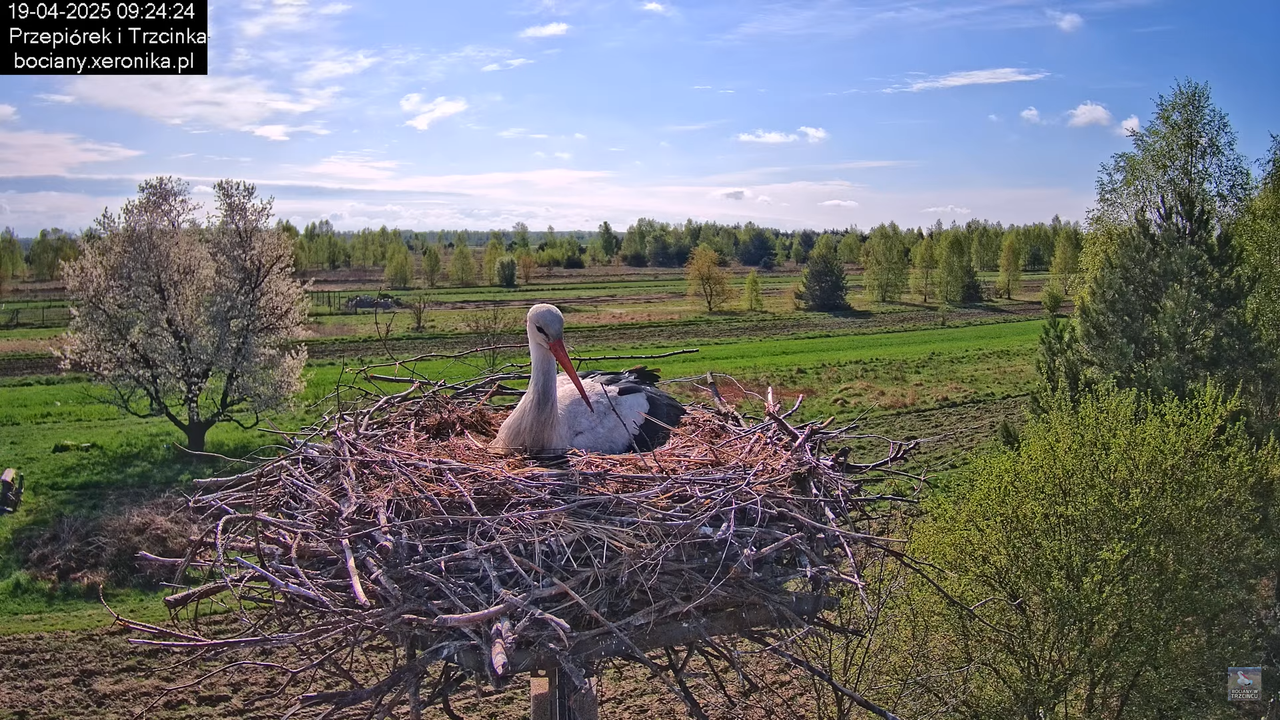19042025bociany7