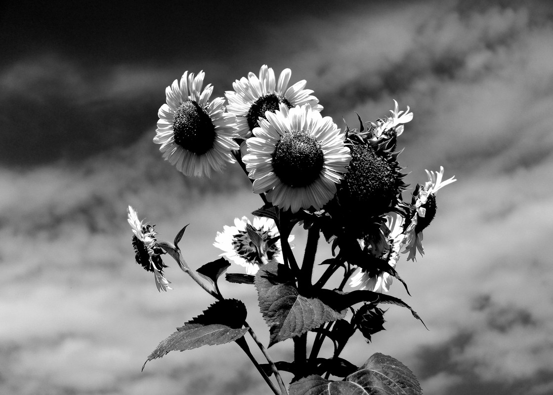1000002046-1.jpg