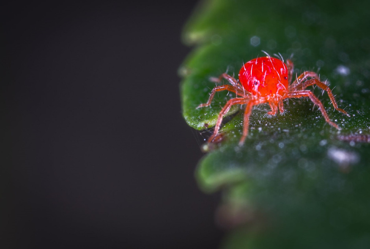 ¿Cómo eliminar la araña roja en los cultivos? Aquí el remedio casero más eficaz