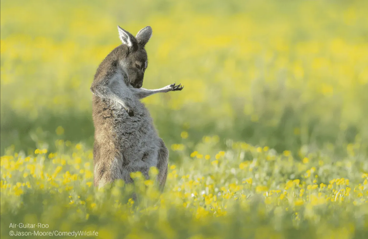 Canguro guitarrista gana la mejor fotografía de vida silvestre 2023