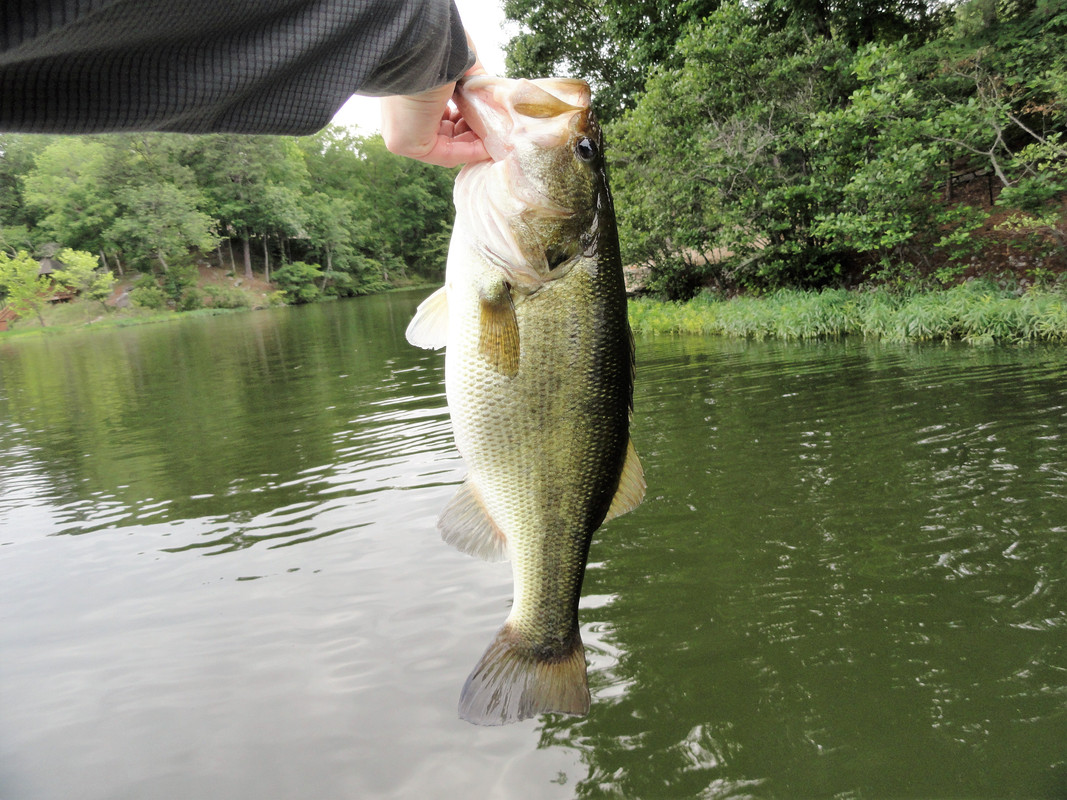 5-8-big-shimano.jpg