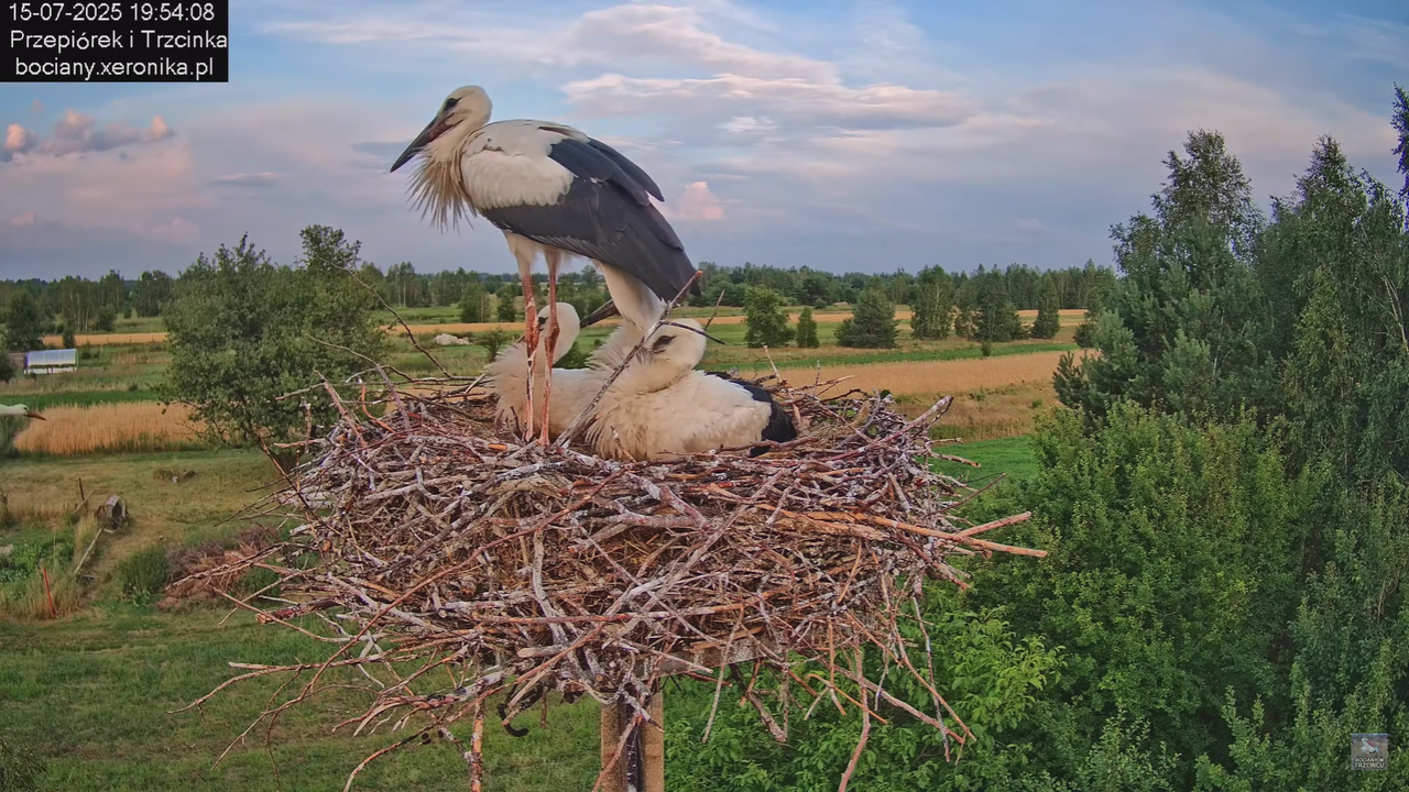 15072025bociany41