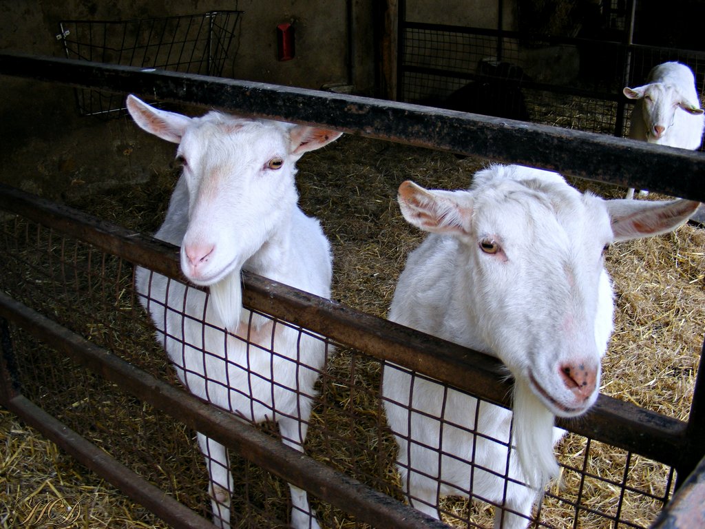 goats-farm-HD.jpg