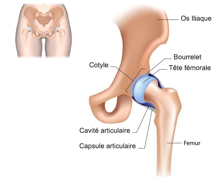 Articulation de la hanche