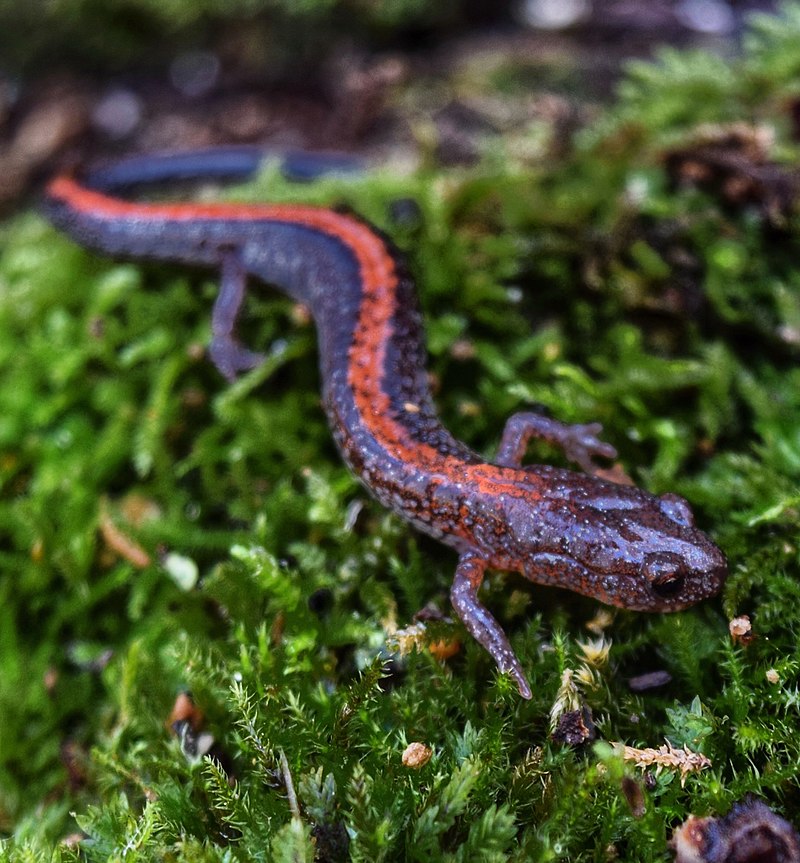 Salamandra.jpg?width=538&height=580