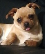Peanut-Bosman