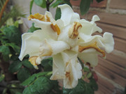 11.3.community bath day at the garden III