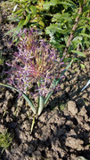 Декоративен лук - Алиум / Allium sp. - Page 23 - Форум HobbyKafe.com