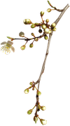 Blossom-Elements-121