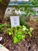 photo-20211123-iherbalgarden-024