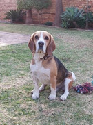 I-Cosmo-Myburgh