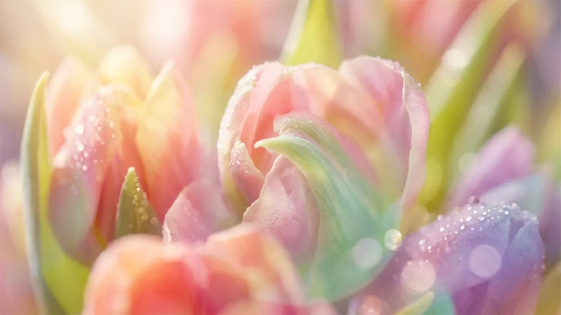 봄이 왔다, 본질로 돌아갈 시간