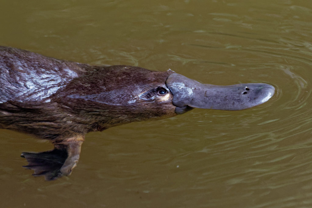 Australian-native-animals-platypus-1024x683