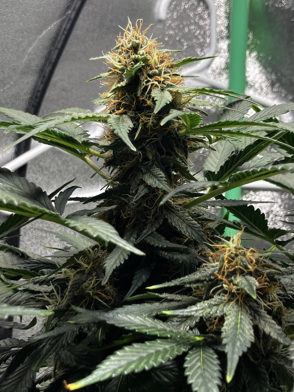 020EF4E0-4C83-4474-AD25-015BCBBFF29C