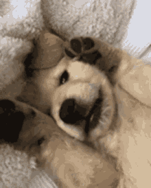 https://i.postimg.cc/qv1qY5dD/golden-retriever-dog.gif
