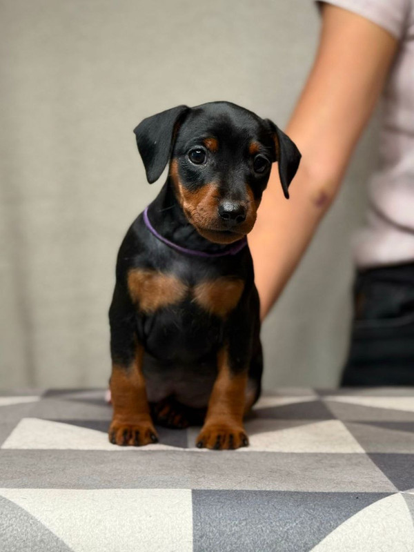 photo 5318768146980212777 y