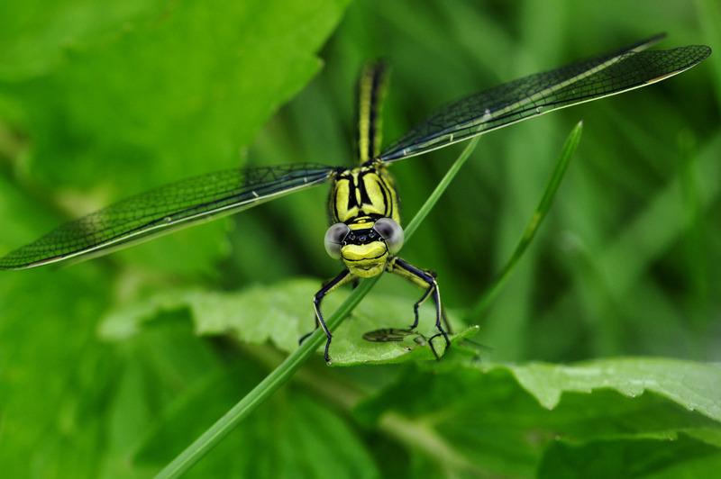 greendragonfly.jpg