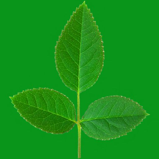 071cd51c-05a3-e1b4-456f-4529a3193dc5