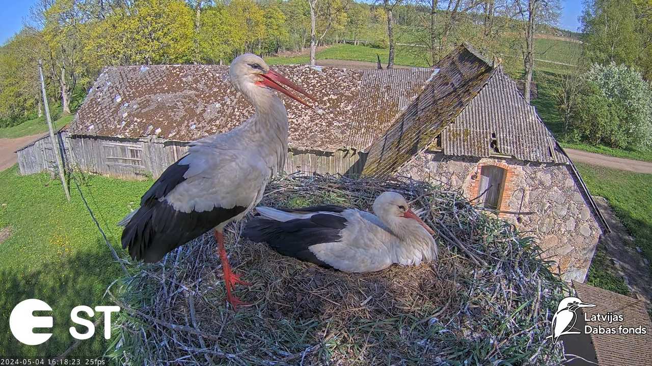 Baltie stārķi (Ciconia ciconia) Tukuma novadā - LDF tiešraide __ White storks in Tukums, Latvia 7-19