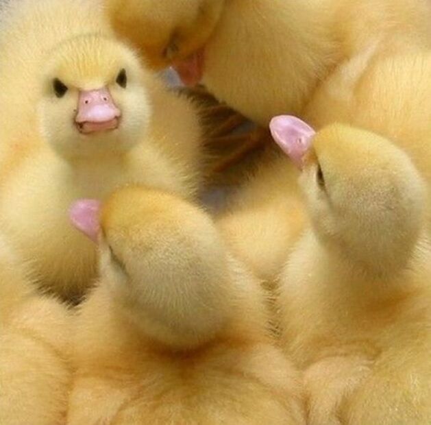angryduck09f9a2536de6a11ecb1a43e.jpg
