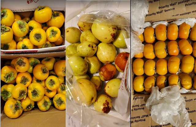 [Image: 20231012JujubePersimmon.jpg]