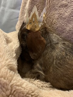 [Image: ACDD4-B9-B-0106-4-AC6-AC94-2-CC04-A3369-D2.jpg]