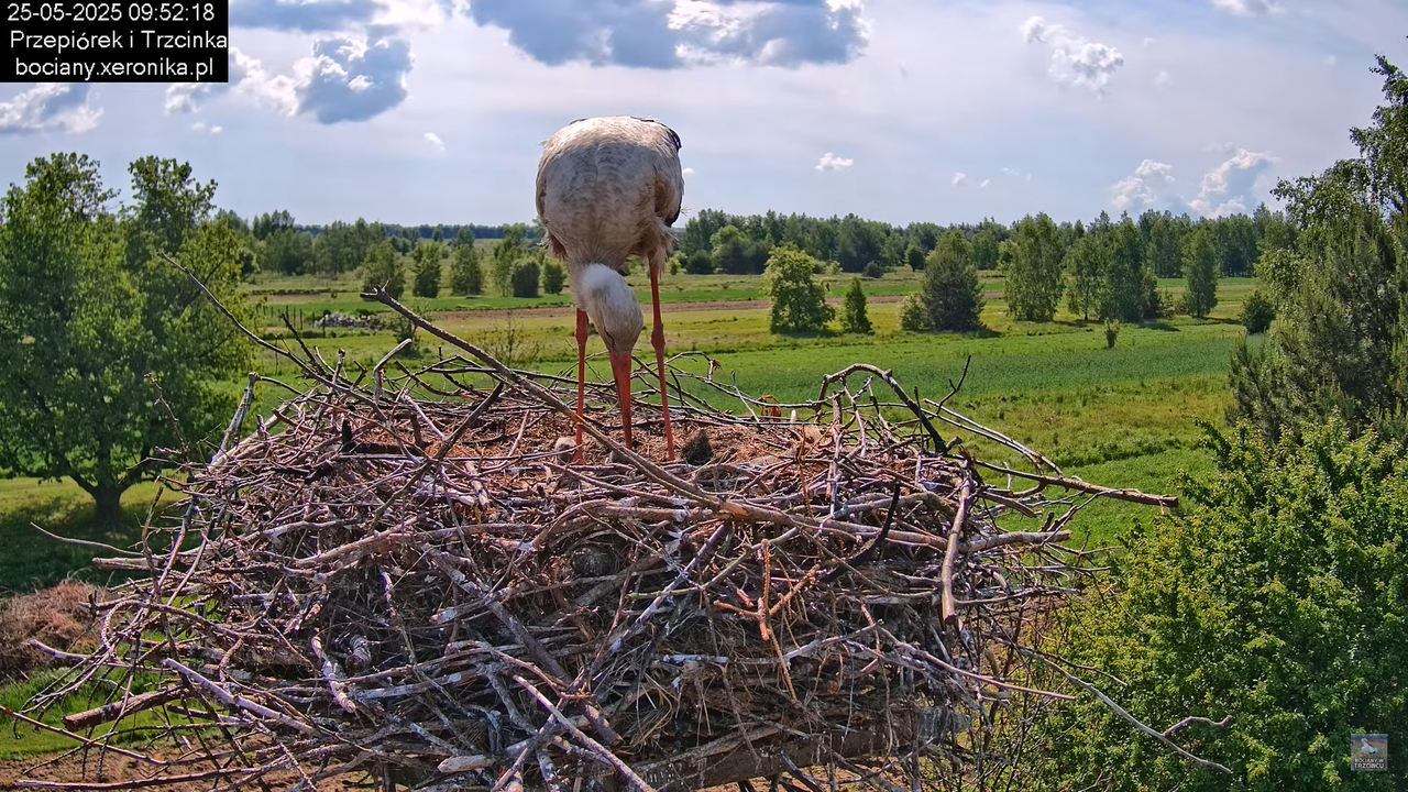 25052025bociany15