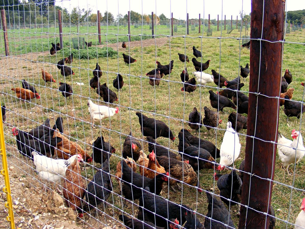 hens-chickens-ardley-2009-HD.jpg