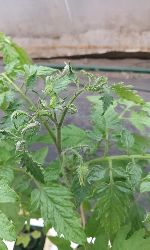 Messenger_creation_ACECEC69-1CD7-4B0E-8C9C-A13F4ADEA96C