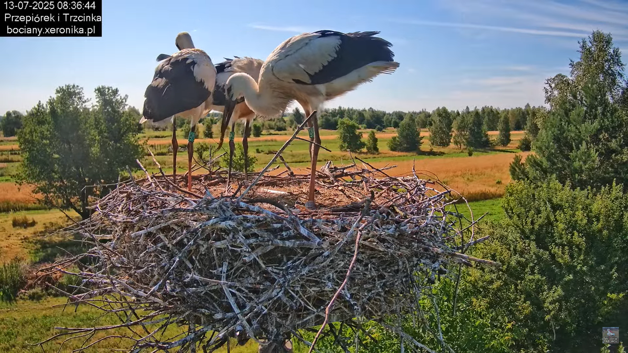 13072025bociany15