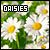 Daisies Fan