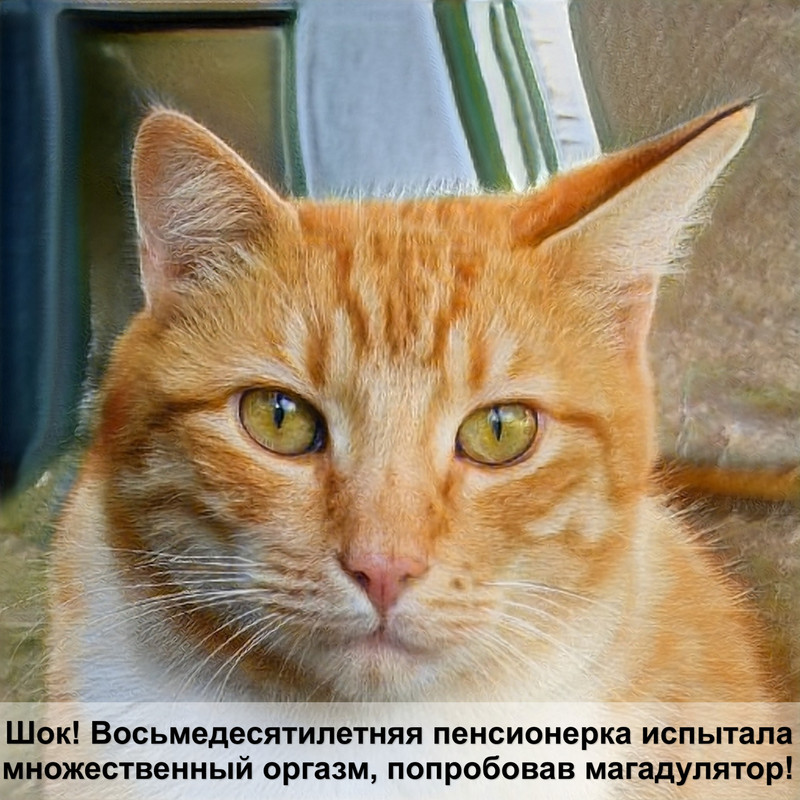 золотой окрас британских кошек