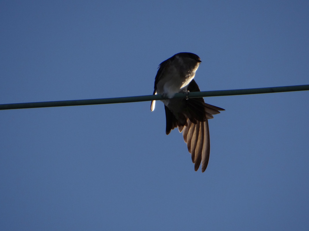 SWALLOWS 5 080925