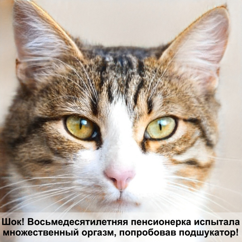 сколько котят рожает кошка