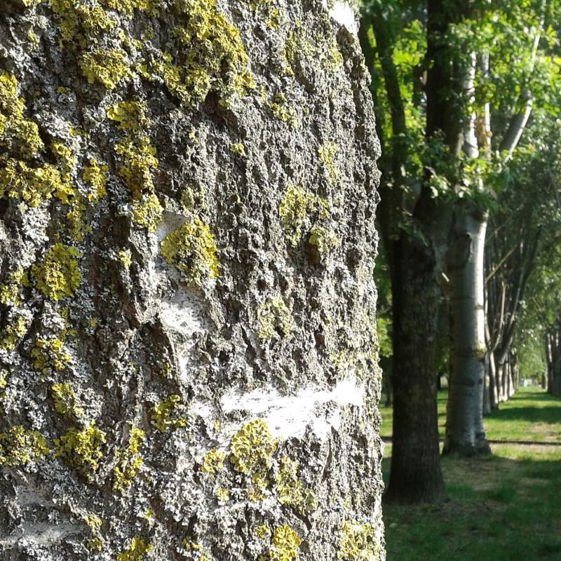 albero-particolare.jpg