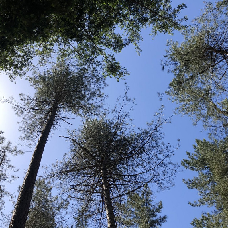 8082D4B3-F4DA-4B82-B402-9B19466FB2E1