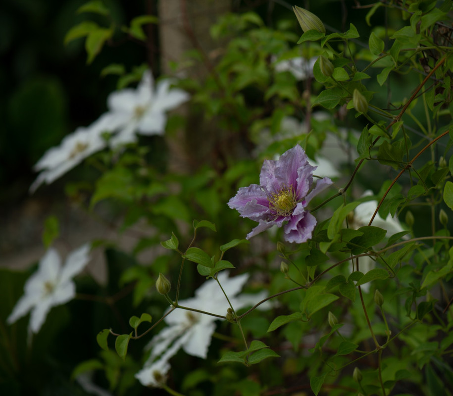 IMG-67f15a8ff5cb104eca9d7aba355dd358-V